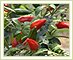 Guarana Meyvesi